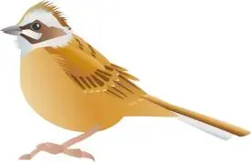 イラスト:野鳥2