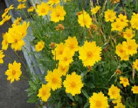 写真:鮮やかな黄色の花