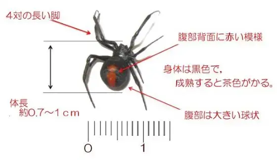 4対の長い脚、腹部背面に赤い模様、体長 約0.7~1センチ、腹部は大きい球状、身体は黒色で、成熟すると茶色がかる。