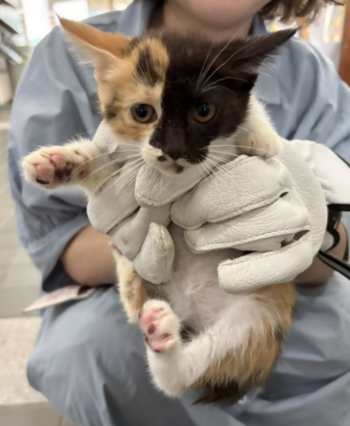 保護猫の写真
