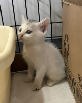 保護猫の写真
