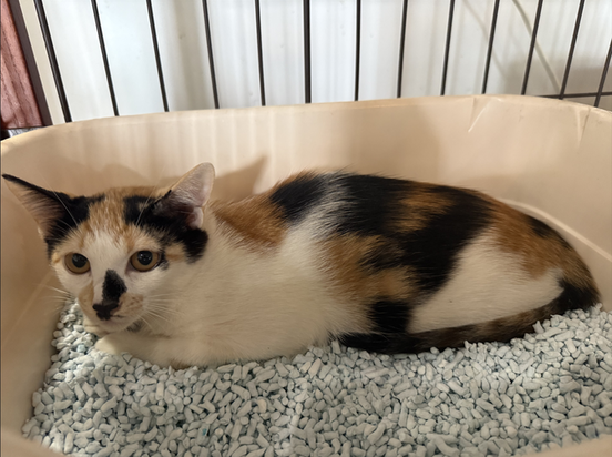 保護した猫の写真
