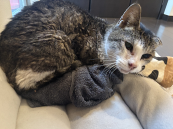 写真：番号 R7-2 猫