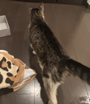 写真：番号 R7-2 猫