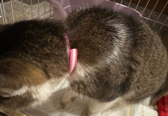 保護猫の写真（首輪）