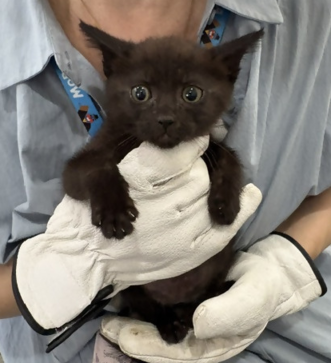 保護猫の写真