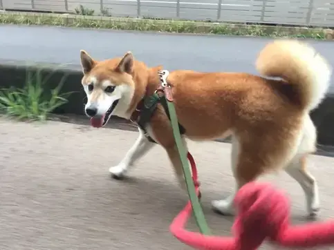 犬の写真1