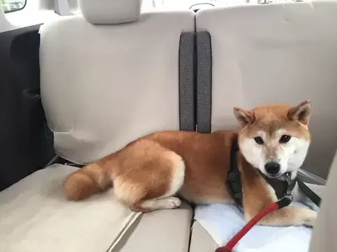 犬の写真2