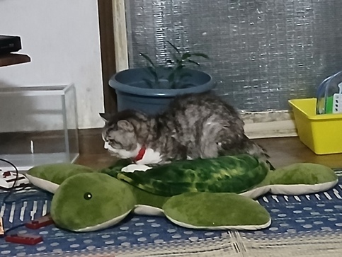 猫の写真