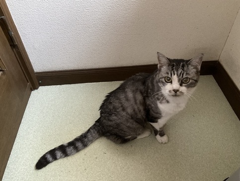 逸走した猫の写真