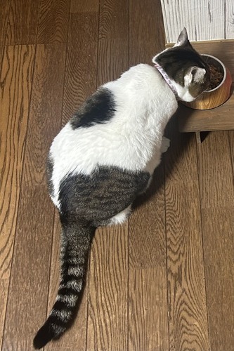 猫の写真
