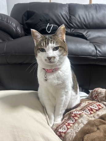 逸走した猫の写真