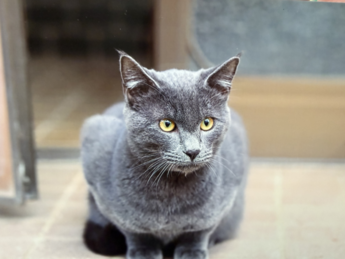 逸走した猫の写真
