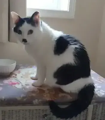 猫の写真1