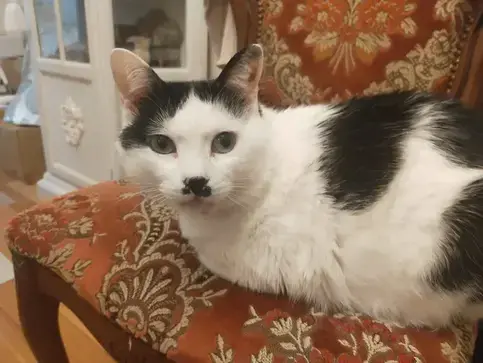 猫の写真2