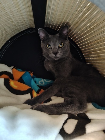 猫の写真