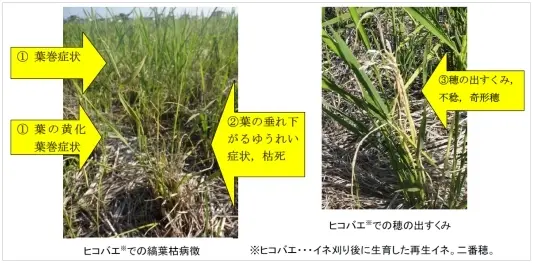 写真:イネ縞葉枯病発生状況