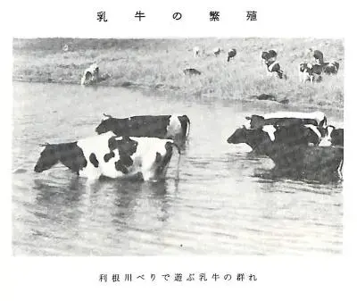 写真：利根川の乳牛の群れ