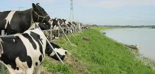 写真:鬼怒川の土手に避難する牛
