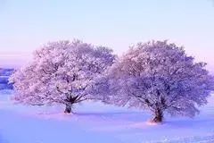 写真：雪原の中に隆々と立つ、大きな二本の桜の木