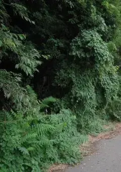 写真:道路への枝葉の張り出し