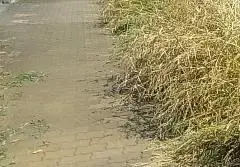写真:民地から道路への雑草の繁茂