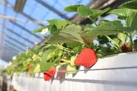 写真：いちごハウスの中