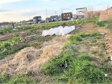 写真:荒れている農園