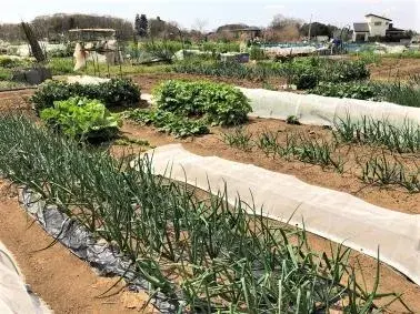写真:整備されている農園