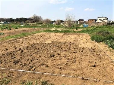 写真:原状回復された農園