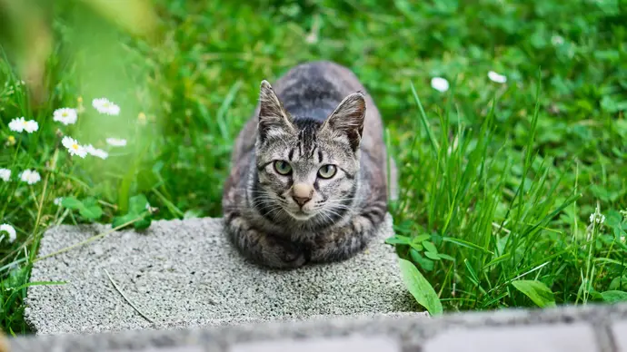 のら猫の画像
