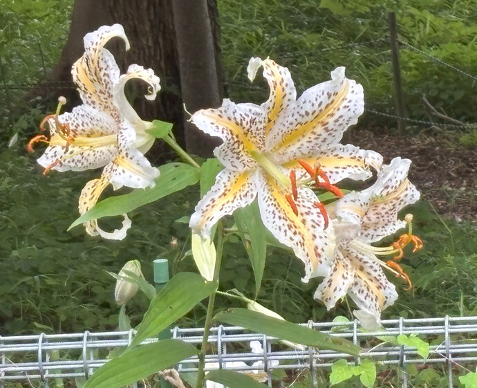 山百合の画像