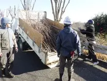 けやきの木を剪定している様子