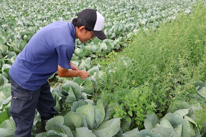 キャベツに向きある渡部さん