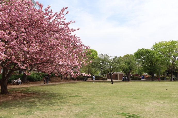 けやき台公園の桜