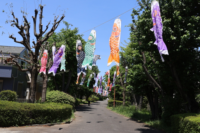 けやき台公園付近の遊歩道に掲げられたこいのぼり