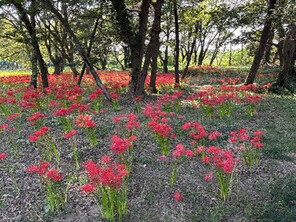 彼岸花の様子（1）