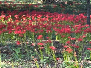 彼岸花の様子（2）