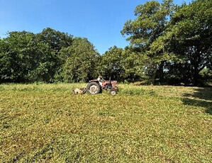 除草作業の様子（4）