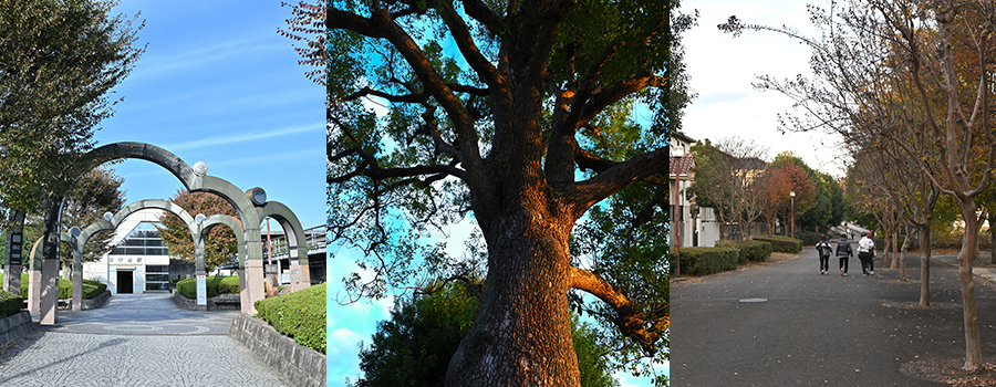 南守谷駅、木、幸福の路