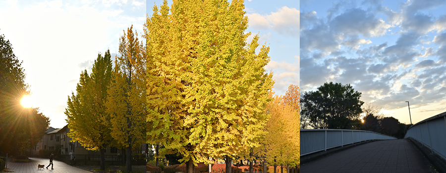 幸福の路の銀杏の木、散歩する人と犬