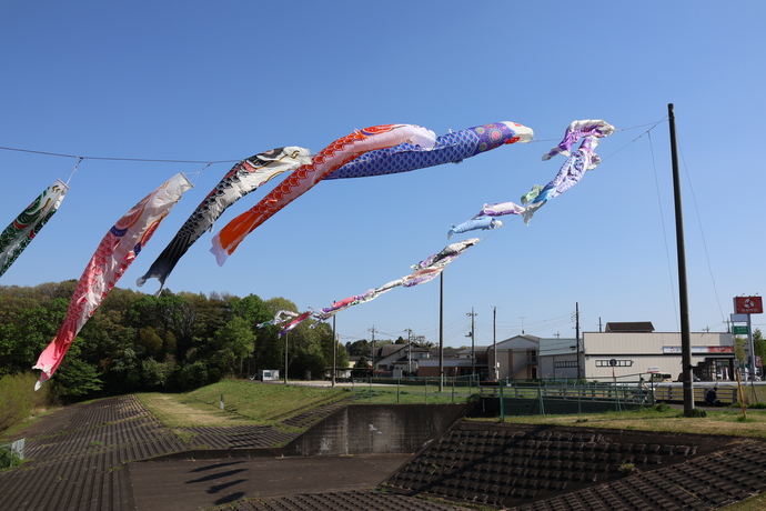 青空に複数のこいのぼりが泳いでいる写真