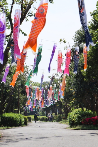 通りをジグザグに渡ってこいのぼりが連なっている写真