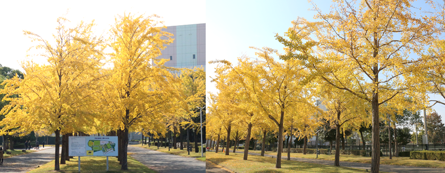 常総運動公園の銀杏並木