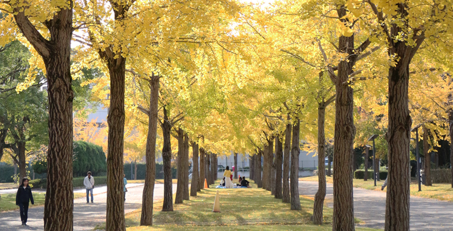 常総運動公園の銀杏並木