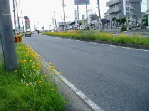 オオキンケイギクの写真