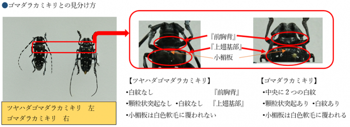 ツヤハダゴマダラカミキリとゴマダラカミキリの違いの画像
