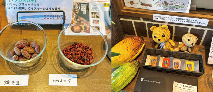 カカオ豆の実物、店内の装飾品の写真